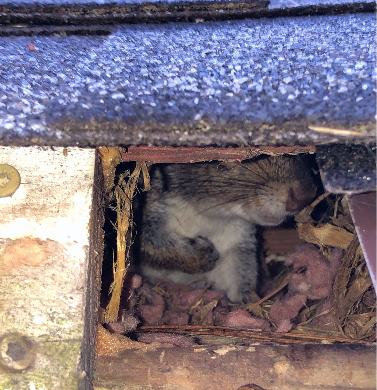 Strong-Squirrel-in-Roof_png_1200_1599